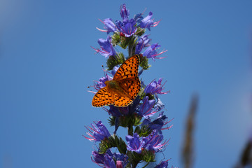 Fritillary
