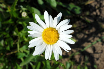 Fototapeta premium Daisy Flower