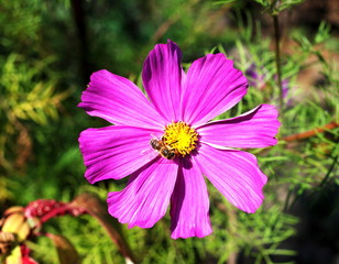 Cosmos Flower With Bug