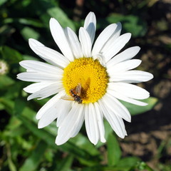 Daisy Flower With The Bug