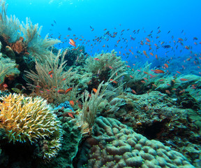 indo pacific coral reef