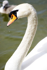 Schwan