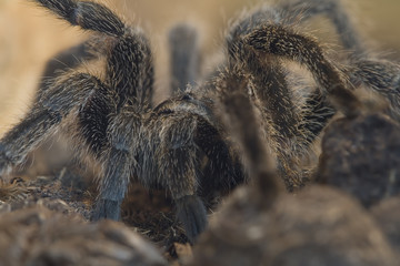 Vogelspinne Grammostrola