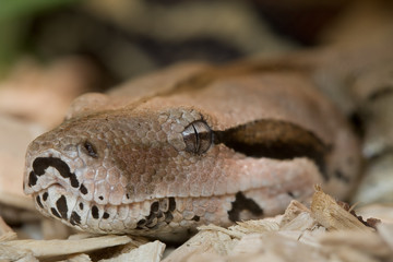 Boa Constrictor Würgeschlange