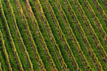 Detail of vineyard