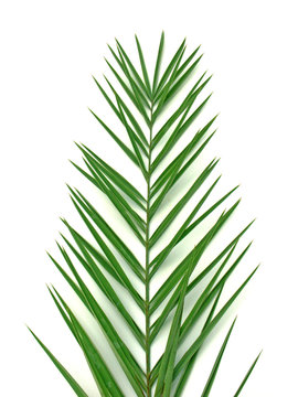 feuille de dattier