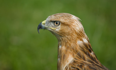 Eagle in profile