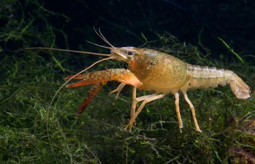 Wanddecoratie Onder water crayfish  © olga demchishina