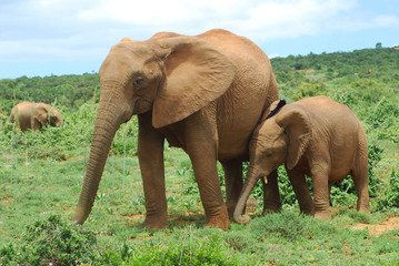 Elefantenkuh mit Baby