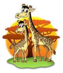 Obraz premium Giraffes