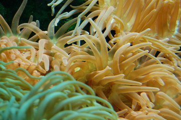 biotope marin