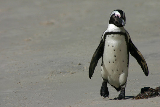 Pingouins du Cap - 2