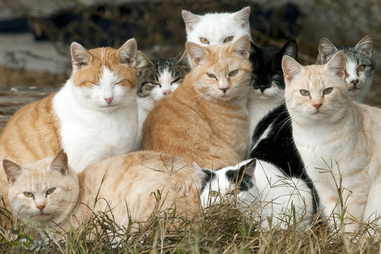 Cats