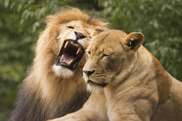 lion couple