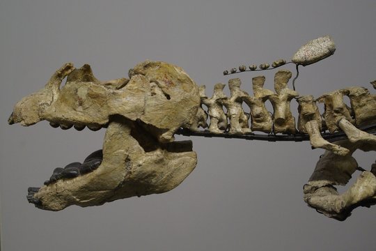 Dino