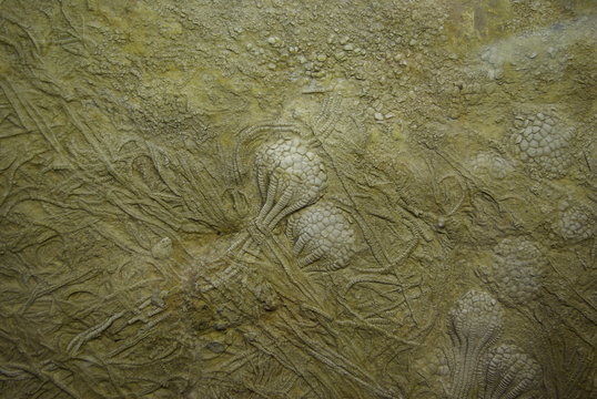 Fossilien