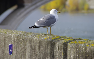 Toulouse