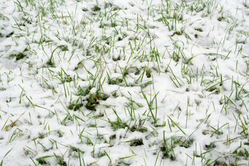 Snow Grass Green