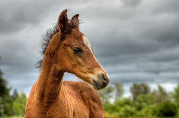 Foal in profile with storm clouds in the background