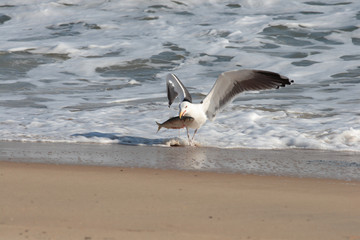 Fototapeta na wymiar Seagull carrying its pray