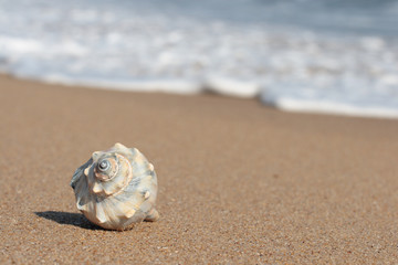 Conch shell on beach