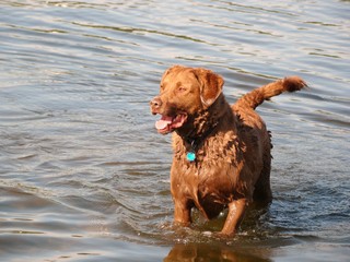Dog Swimming