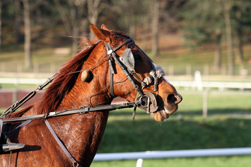 Fototapeta premium tête de cheval
