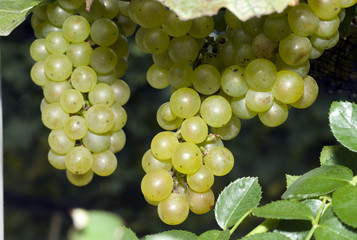 Chardonnay Grapes just prior to harvest