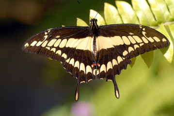 Giant Swallowtail Butterfly on a fern