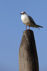 la mouette c'est chouette