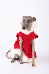 christmas whippet