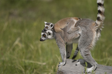 Ring-tailed Lemurs at a zoo