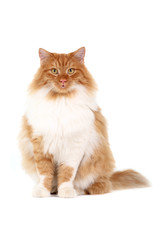 Obraz premium red cat sitting isolated over white background