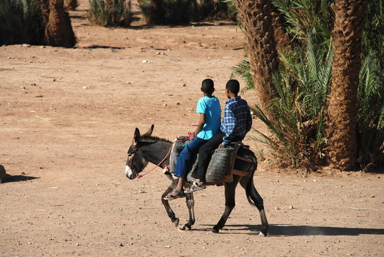 Enfants sur un &acirc;ne au Maroc