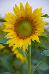 sunflower in the field