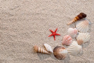 Frame of sea shells and starfish on sand