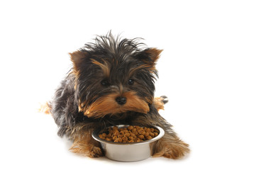 Puppy and food