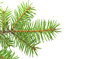 Fir branch