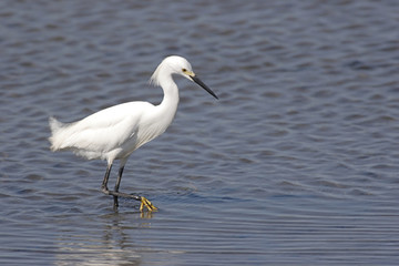 Snowy Egret (Egretta thula)
