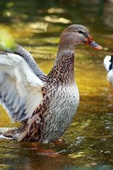 Mallard duck