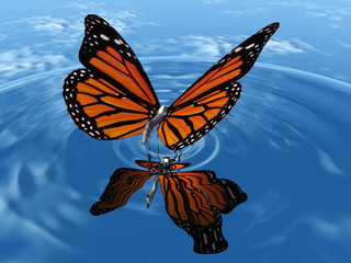 Fototapeta na wymiar papillon sur l'eau