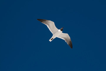 Seagull Flying