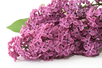 lilac