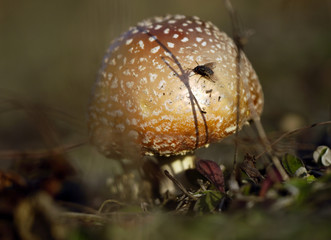 Fliegenpilz mit Fliege