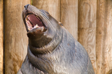 Close up Portrait of Crying Seal