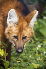 Red Wolf Close up Portrait