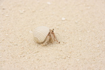 Einsiedlerkrebs am Strand