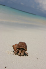 Einsiedlerkrebs am Strand