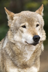 Close up Portrait Russian Siberian Wolf