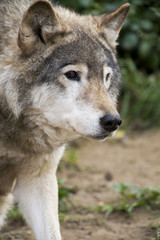 Close up Portrait Russian Siberian Wolf